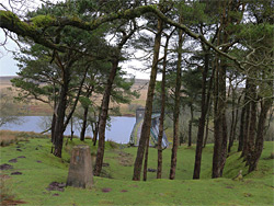 Trees west of the dam