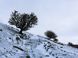 Trees beside a track