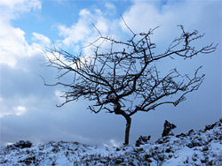 Tree branches