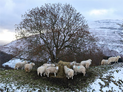 Sheep feeding