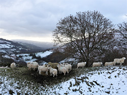 Sheep below a tree