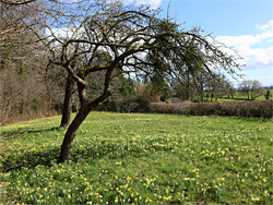 Fruit trees