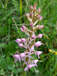 Fragrant orchid