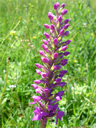 Fragrant orchid