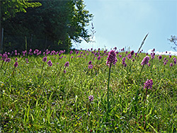 Many orchids