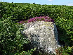 Heather and granite