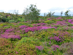 Purple heather