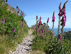 Foxgloves