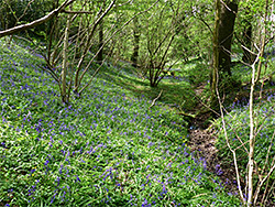 Dry streambed