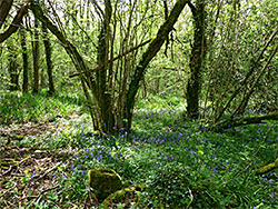 Bluebells in the south wood