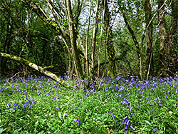 Sun on bluebells