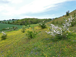 Scattered bushes