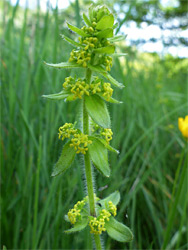 Crosswort