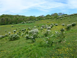 Gently-sloping hillside