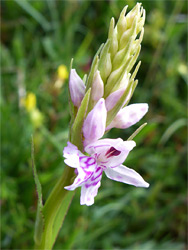 Common spotted orchid