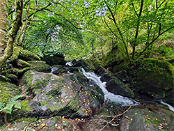 Trees above a cascade