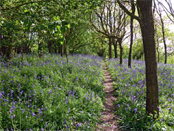 Path through bluebells