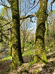 Two mossy trees