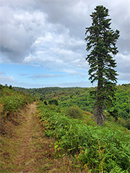 Monterey pine