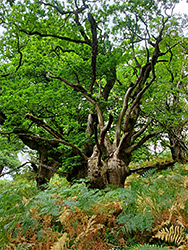 Ferns and oaks