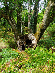 Damaged oak