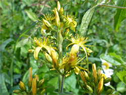 Hypericum hirsutum