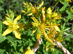 Perforate St John's-wort