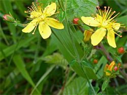 Slender St John's-wort