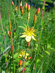 Slender St John's-wort