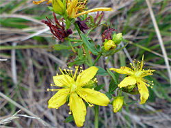 Square-stalked St John's wort