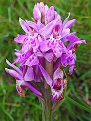 Common spotted orchid