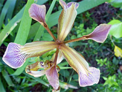 Iris foetidissima