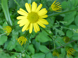 Ragwort