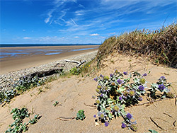 Sea holly on the beach