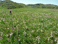 Many helleborines