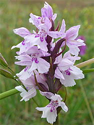 Pale-coloured marsh orchid