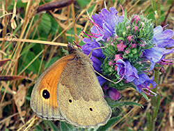 Meadow brown