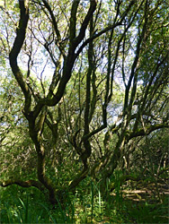 Tree branches