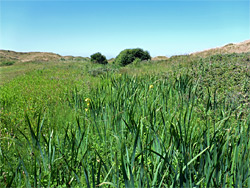 Reeds and long grass