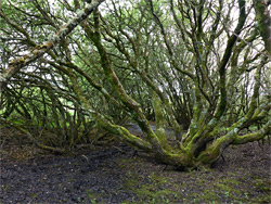 Branched trees