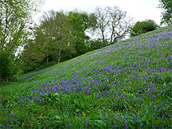 Bluebell slope