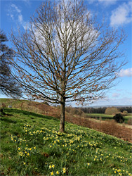 Leafless tree