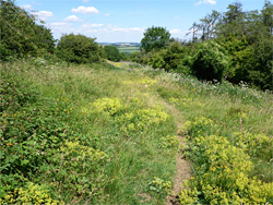 Long grass and bushes