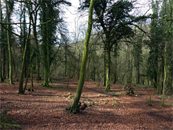 Beech woodland