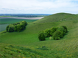 Trees below Knap Hill