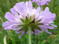 Field scabious - bracts