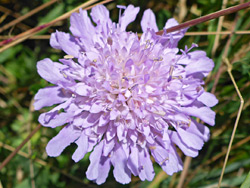 Field scabious