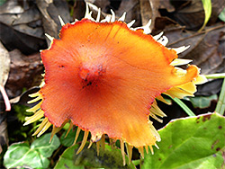 Blackening waxcap - orange