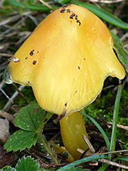 Blackening waxcap - yellow