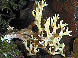 Coral fungus